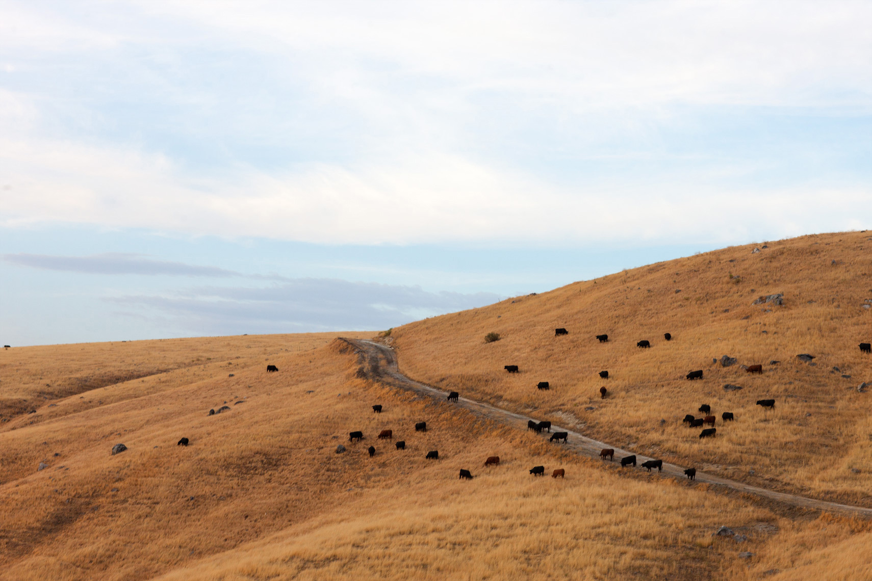 Roaming cattle in central California, by Mali Azima.