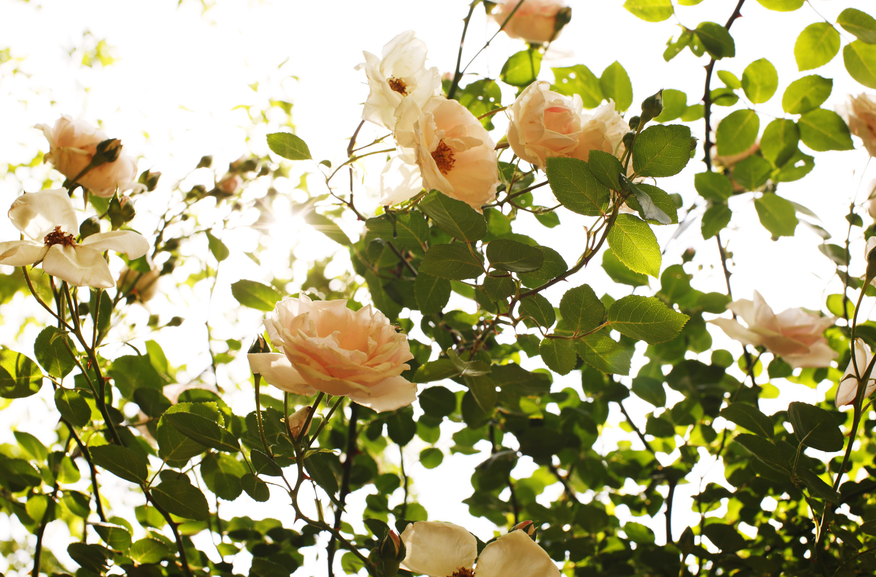 Elizabeth Elsey garden roses, photo by Mali Azima.