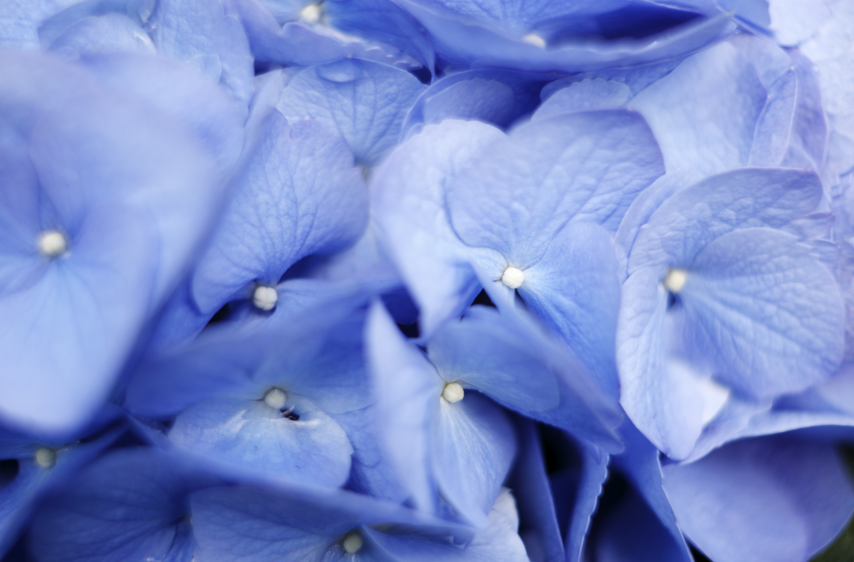 Elizabeth Elsey garden hydrangeas, by Mali Azima.